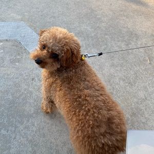 Meet your Posher, Rita